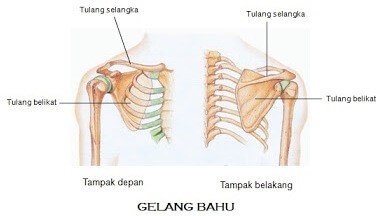 tulang gelang bahu