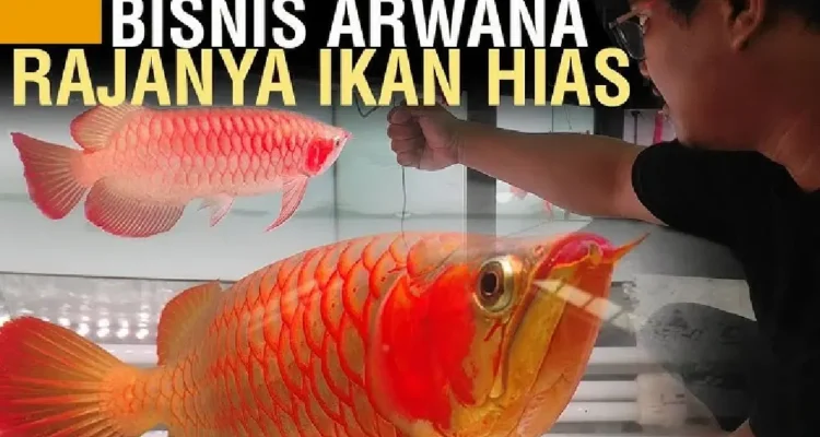 Bisnis Arwana Jalan Menuju Cuan Besar!