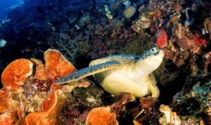 Eksplorasi Spot Diving Terpopuler di Bunaken yang Wajib Dicoba