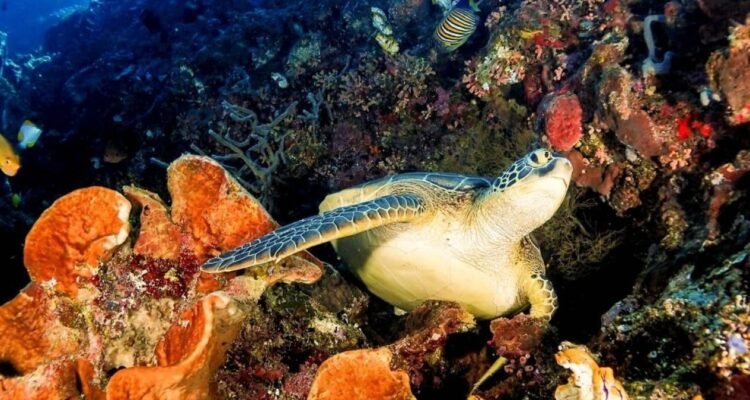 Eksplorasi Spot Diving Terpopuler di Bunaken yang Wajib Dicoba