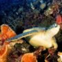 Eksplorasi Spot Diving Terpopuler di Bunaken yang Wajib Dicoba