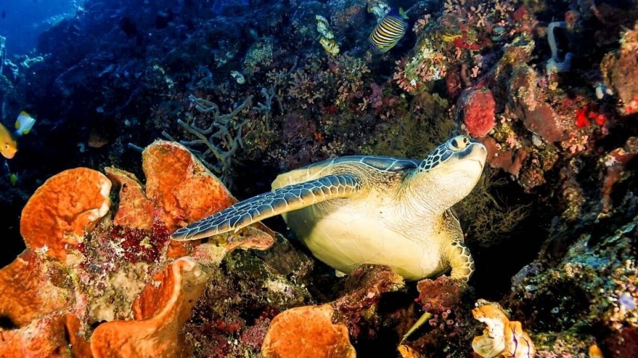 Eksplorasi Spot Diving Terpopuler di Bunaken yang Wajib Dicoba