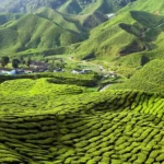 Cameron Highlands Malaysia Dataran Tinggi dengan Kebun Teh yang Subur