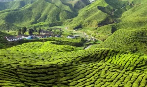 Cameron Highlands Malaysia Dataran Tinggi dengan Kebun Teh yang Subur Cameron Highlands Malaysia Dataran Tinggi dengan Kebun Teh yang Subur