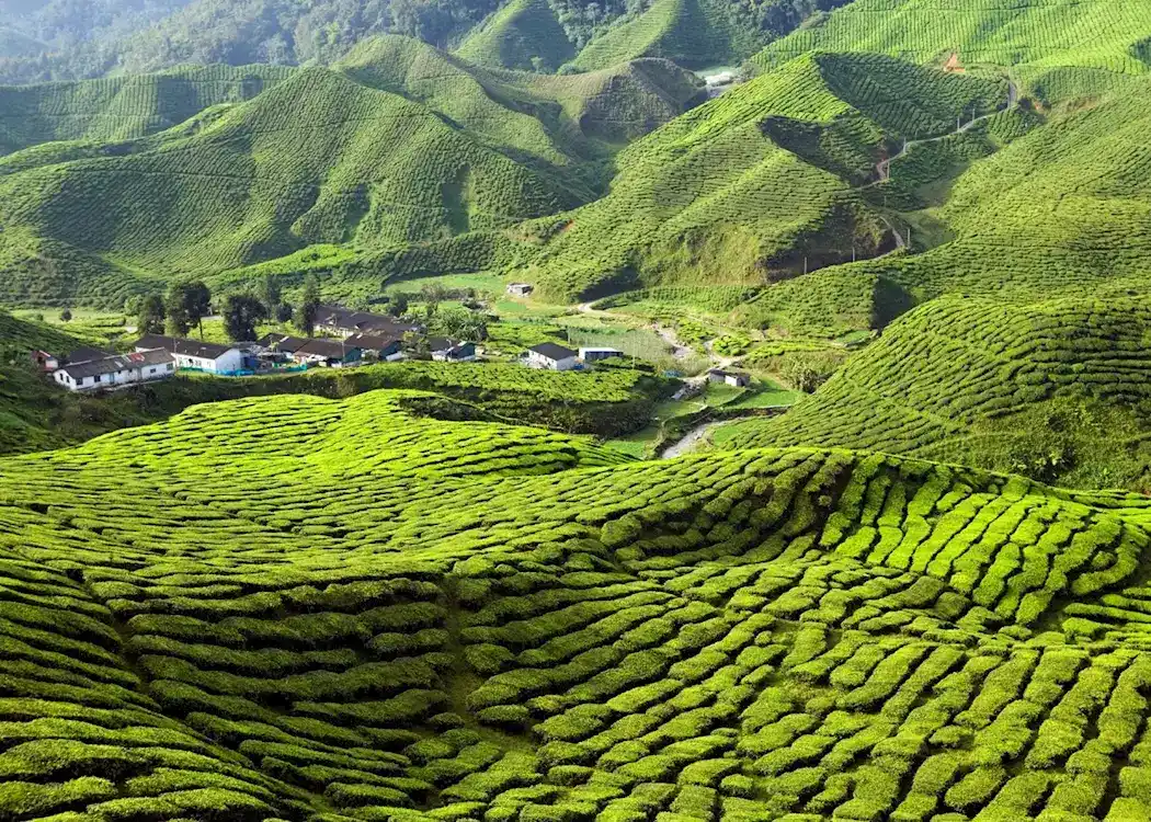 Cameron Highlands Malaysia Dataran Tinggi dengan Kebun Teh yang Subur