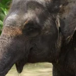akhir atraksi gajah tunggang