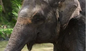 akhir atraksi gajah tunggang akhir atraksi gajah tunggang