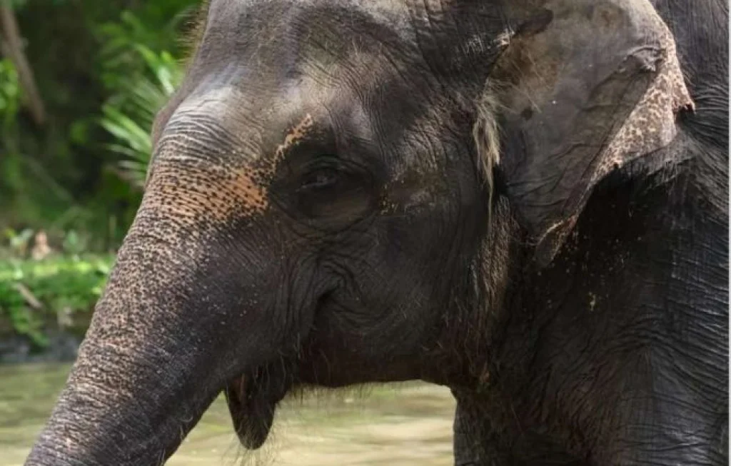akhir atraksi gajah tunggang