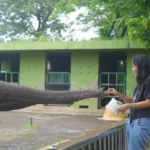 Kebun Binatang Surabaya hentikan atraksi gajah