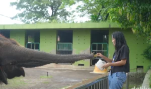 Kebun Binatang Surabaya hentikan atraksi gajah Kebun Binatang Surabaya hentikan atraksi gajah