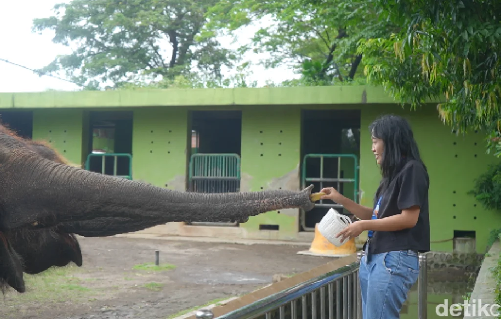 Kebun Binatang Surabaya hentikan atraksi gajah