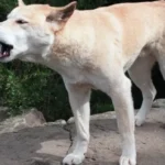 serangan dingo ke turis