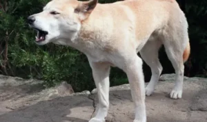 serangan dingo ke turis