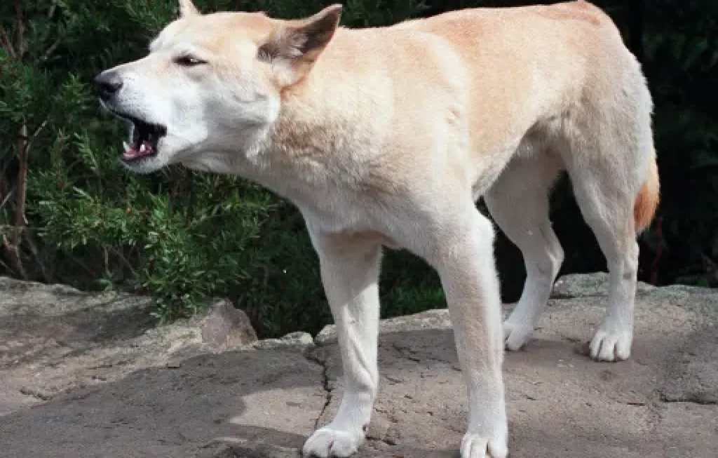 serangan dingo ke turis