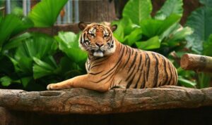 Harimau Malaya Terakhir