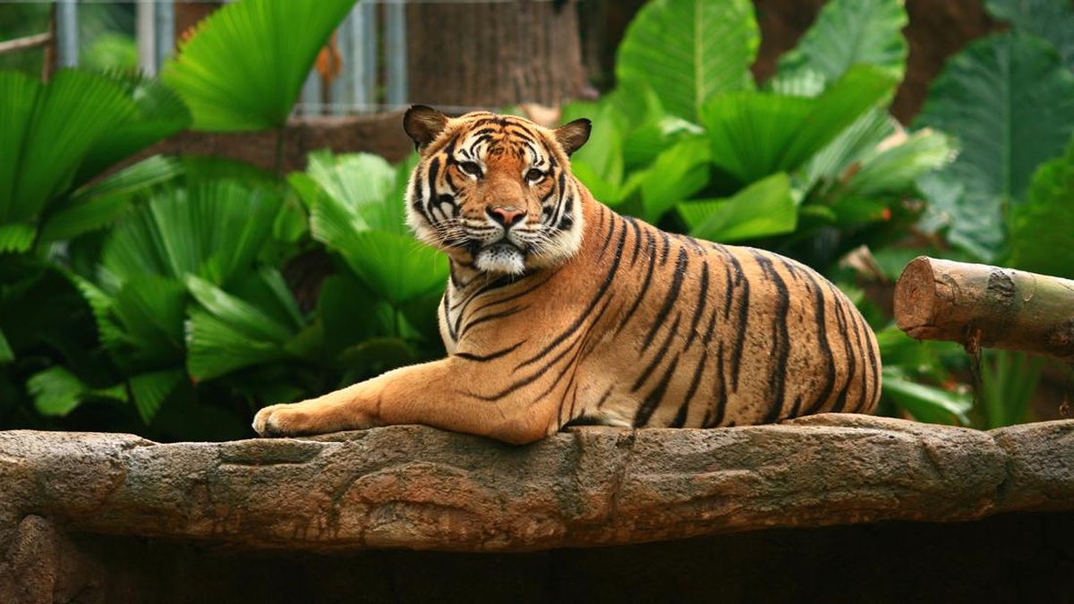 Harimau Malaya Terakhir