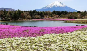 Festival Sakura Fuji
