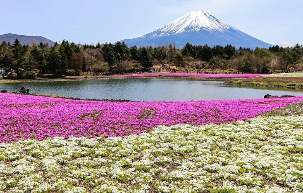Festival Sakura Fuji